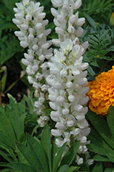 Mini Gallery White Lupine (Lupinus 'Mini Gallery White') at Parkland Garden Centre