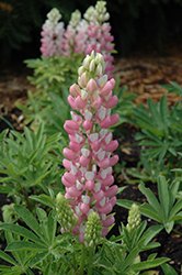 Mini Gallery Rose Bicolor Lupine (Lupinus 'Mini Gallery Rose Bicolor') at Parkland Garden Centre