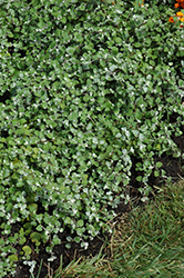 Licorice Splash Licorice Plant (Helichrysum petiolare 'Licorice Splash') at Parkland Garden Centre