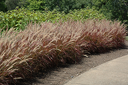 Purple Fountain Grass (Pennisetum setaceum 'Rubrum') at Parkland Garden Centre