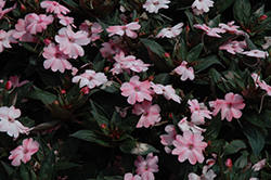 SunPatiens Compact Blush Pink New Guinea Impatiens (Impatiens 'SakimP013') at Parkland Garden Centre