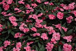 SunPatiens Compact Pink New Guinea Impatiens (Impatiens 'SunPatiens Compact Pink') at Parkland Garden Centre