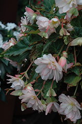 I'Conia Miss Montreal Begonia (Begonia 'I'Conia Miss Montreal') at Parkland Garden Centre