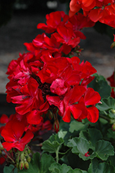 Big Ezee Dark Red Geranium (Pelargonium 'Big Ezee Dark Red') at Parkland Garden Centre