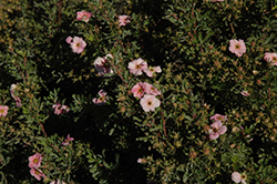 Happy Face Pink Paradise Potentilla (Potentilla fruticosa 'Kupinpa') at Parkland Garden Centre