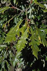 Admiration Oak (Quercus 'Jefmir') at Parkland Garden Centre