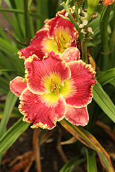 Born To Run Daylily (Hemerocallis 'Born To Run') at Parkland Garden Centre