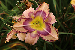 Handwriting On The Wall Daylily (Hemerocallis 'Handwriting On The Wall') at Parkland Garden Centre