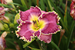 Raspberry Eclipse Daylily (Hemerocallis 'Raspberry Eclipse') at Parkland Garden Centre