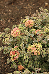 Rock 'N Grow Coraljade Stonecrop (Sedum 'Coraljade') at Parkland Garden Centre