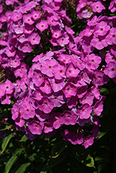 Garden Girls Cover Girl Garden Phlox (Phlox paniculata 'Cover Girl') at Parkland Garden Centre