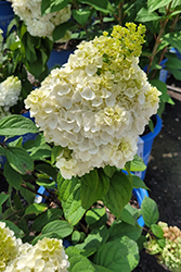 Moonrock Hydrangea (Hydrangea paniculata 'Kolmakilima') at Parkland Garden Centre