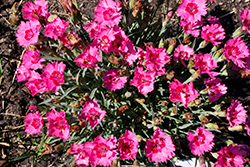 Paint The Town Fancy Pinks (Dianthus 'Paint The Town Fancy') at Parkland Garden Centre