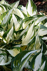 Fire and Ice Hosta (Hosta 'Fire and Ice') at Parkland Garden Centre