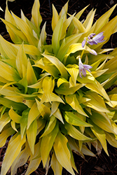 Munchkin Fire Hosta (Hosta 'Munchkin Fire') at Parkland Garden Centre