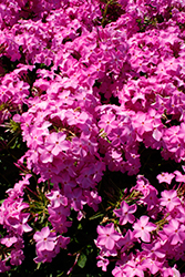 Opening Act Ultrapink Phlox (Phlox 'Opening Act Ultrapink') at Parkland Garden Centre