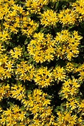 Rock 'N Round Bright Idea Stonecrop (Sedum 'Bright Idea') at Parkland Garden Centre