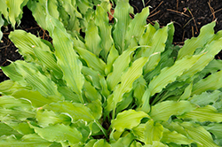 Wiggles and Squiggles Hosta (Hosta 'Wiggles and Squiggles') at Parkland Garden Centre