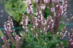 Salute Light Pink Meadow Sage (Salvia nemorosa 'Salute Light Pink') at Parkland Garden Centre