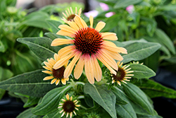 SunSeekers Tequila Sunrise Coneflower (Echinacea 'IFECSSTS') at Parkland Garden Centre