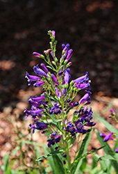 Pristine Nightshade Beardtongue (Penstemon barbatus 'Pristine Nightshade') at Parkland Garden Centre