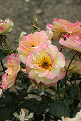 Gumball Goody Rose (Rosa 'VLR12062') at Parkland Garden Centre