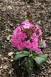 Luminary Pink Lightning Garden Phlox (Phlox paniculata 'Pink Lightning') at Parkland Garden Centre