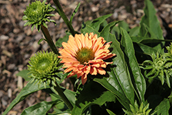 SunSeekers Pumpkin Pie Coneflower (Echinacea 'SunSeekers Pumpkin Pie') at Parkland Garden Centre