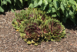 Chick Charms Giant Emerald Explosion Hens And Chicks (Sempervivum 'Emerald Explosion') at Parkland Garden Centre