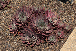 Chick Charms Giant Pink Sapphire Hens And Chicks (Sempervivum 'Pink Sapphire') at Parkland Garden Centre