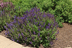 Noble Knight Sage (Salvia nemorosa 'Noble Knight') at Parkland Garden Centre