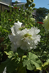 Spring Celebrities White Hollyhock (Alcea rosea 'Spring Celebrities White') at Parkland Garden Centre