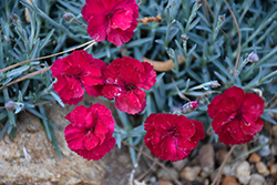 Frosty Fire Pinks (Dianthus 'Frosty Fire') at Parkland Garden Centre