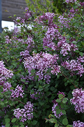 Bloomerang Lilac (Syringa 'Penda') at Parkland Garden Centre