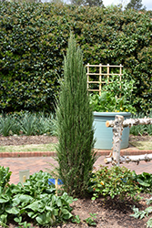 Blue Arrow Juniper (Juniperus scopulorum 'Blue Arrow') at Parkland Garden Centre