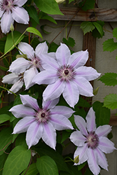 Nelly Moser Clematis (Clematis 'Nelly Moser') at Parkland Garden Centre