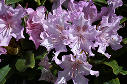 Pohjola's Daughter Rhododendron (Rhododendron 'Pohjola's Daughter') at Parkland Garden Centre