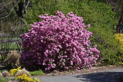 P.J.M. Elite Rhododendron (Rhododendron 'P.J.M. Elite') at Parkland Garden Centre