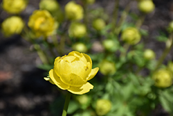 Lemon Supreme Globeflower (Trollius europaeus 'Lemon Supreme') at Parkland Garden Centre