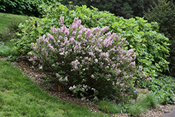 Fairytale Tinkerbelle Lilac (Syringa 'Bailbelle') at Parkland Garden Centre