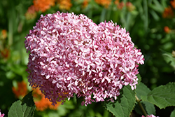 Invincibelle Spirit Smooth Hydrangea (Hydrangea arborescens 'NCHA1') at Parkland Garden Centre