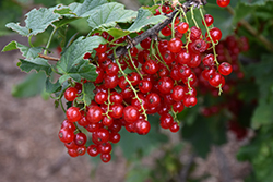 Red Currant (Ribes rubrum) at Parkland Garden Centre