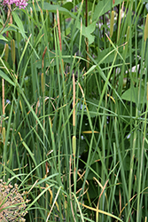 Miniature Cattail (Typha minima) at Parkland Garden Centre