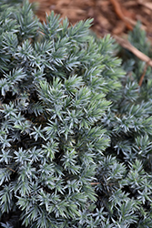 Blue Star Juniper (Juniperus squamata 'Blue Star') at Parkland Garden Centre