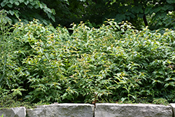 Bush Honeysuckle (Diervilla lonicera) at Parkland Garden Centre