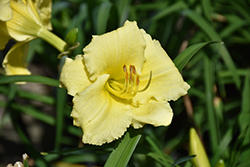 Fragrant Returns Daylily (Hemerocallis 'Fragrant Returns') at Parkland Garden Centre