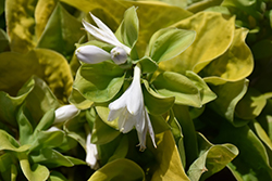 Maui Buttercups Hosta (Hosta 'Maui Buttercups') at Parkland Garden Centre