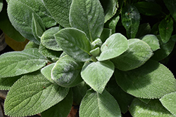 Giant Lamb's Ears (Stachys byzantina 'Big Ears') at Parkland Garden Centre