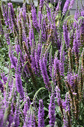 Moody Blues Mauve Speedwell (Veronica 'Novavermau') at Parkland Garden Centre