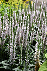 Moody Blues Pink Speedwell (Veronica 'Novaverpin') at Parkland Garden Centre